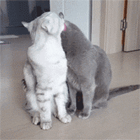 超甜亲亲猫猫动图！拿去撩对象刚刚好