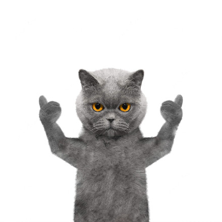 猫咪比出大拇指喊“老哥稳”，这套表情包太绝了