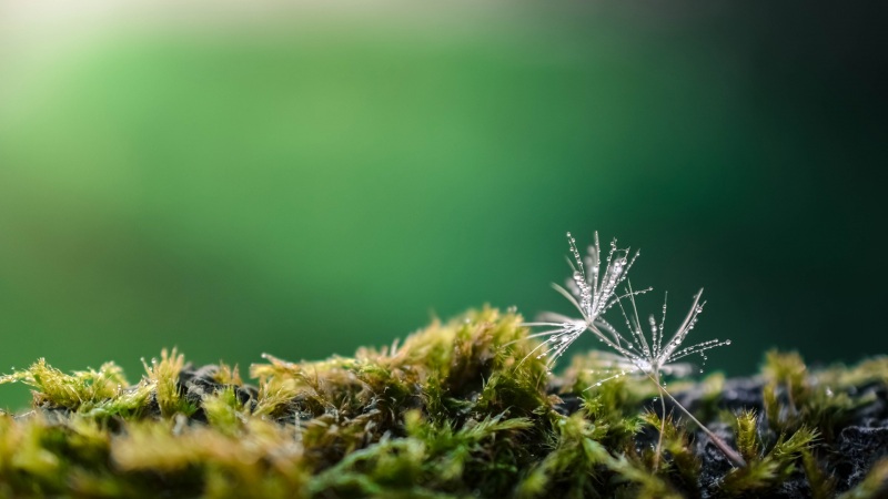 蒲公英绿色自然风景电脑桌面动漫壁纸来啦