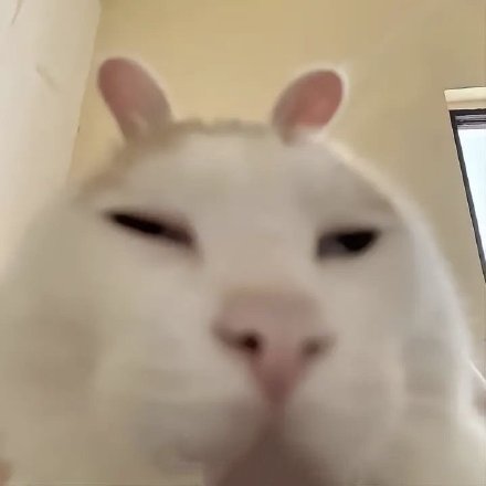 聊天斗图神器！这套小动物无字表情包太好用了