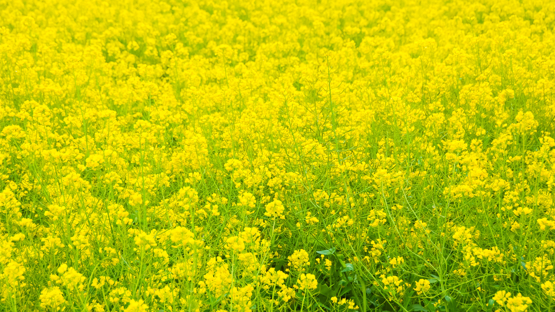 春日油菜花海动漫风电脑桌面壁纸