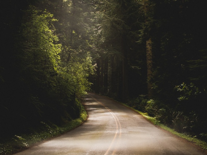 道路树木沥青路自然风景电脑动漫壁纸