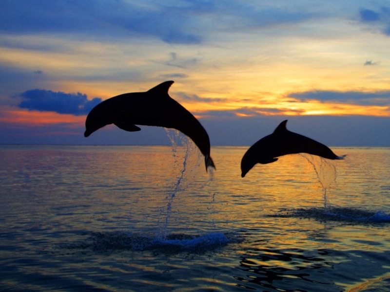 两款跃出海面的海豚 高清电脑桌面壁纸分享