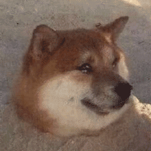 聊天必备！哭泣表情包合集整理好了