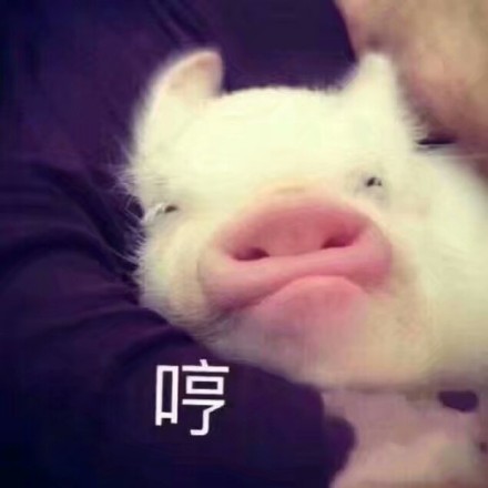 猪猪表情包合集来啦，快一起来吸猪！
