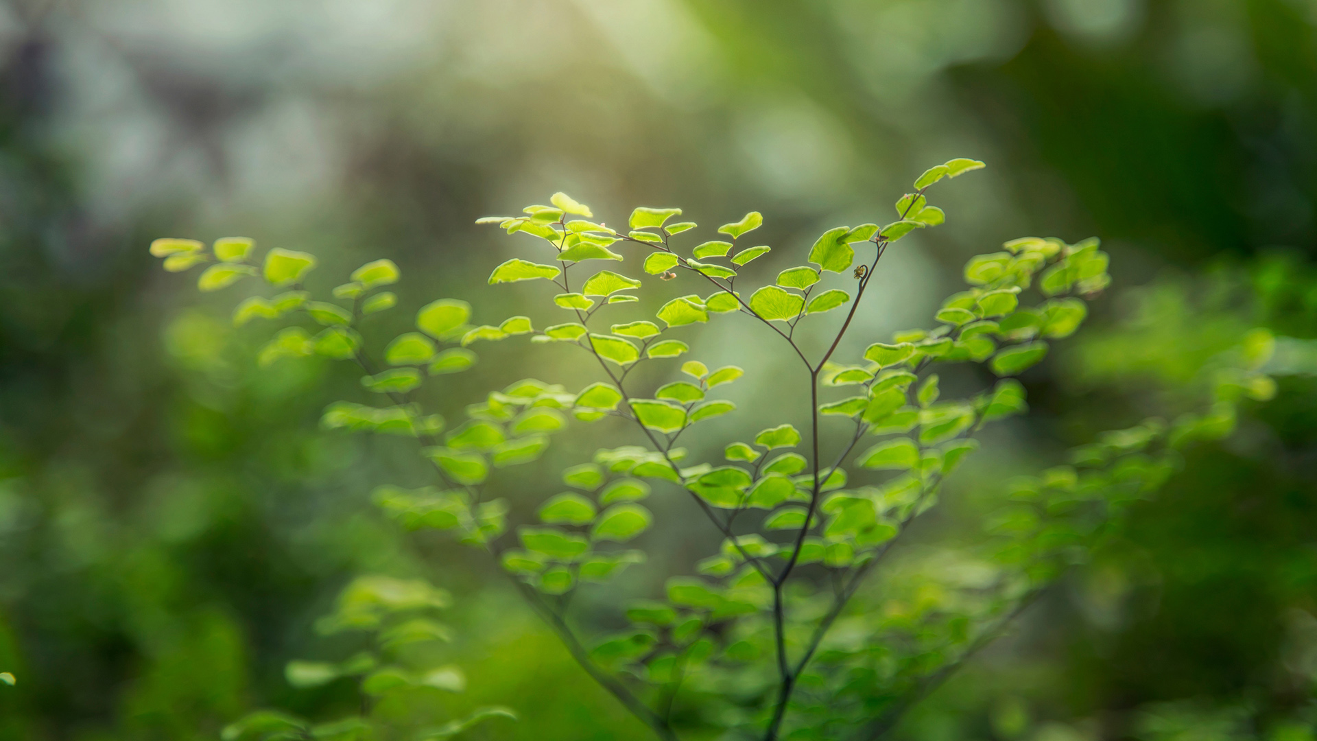 春日树叶风景高清壁纸