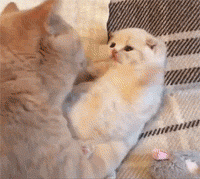 超甜亲亲猫猫动图！拿去撩对象刚刚好