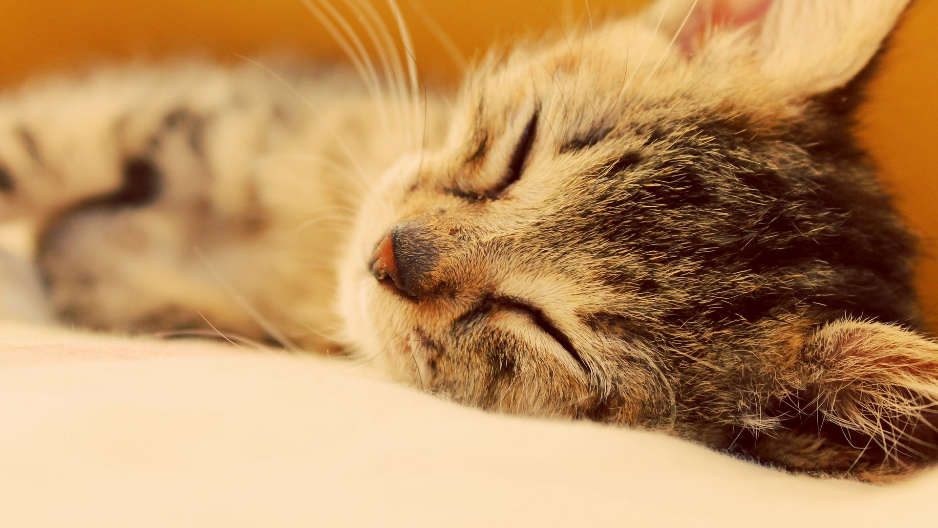 软乎乎打瞌睡的小猫！这款电脑桌面壁纸太治愈了