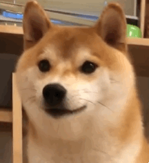 聊天斗图不用愁！这套实用动图表情包直接用