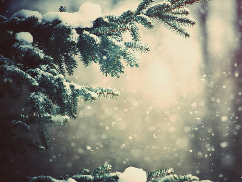 圣诞节雪松主题电脑壁纸上新 高清适配多尺寸桌面