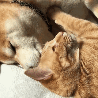 情侣互动甜系表情包合集，看完感觉被塞了满满一口狗粮