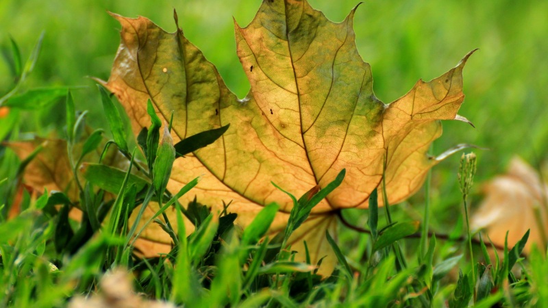 秋日草地树叶风景 多款高清电脑桌面壁纸可选