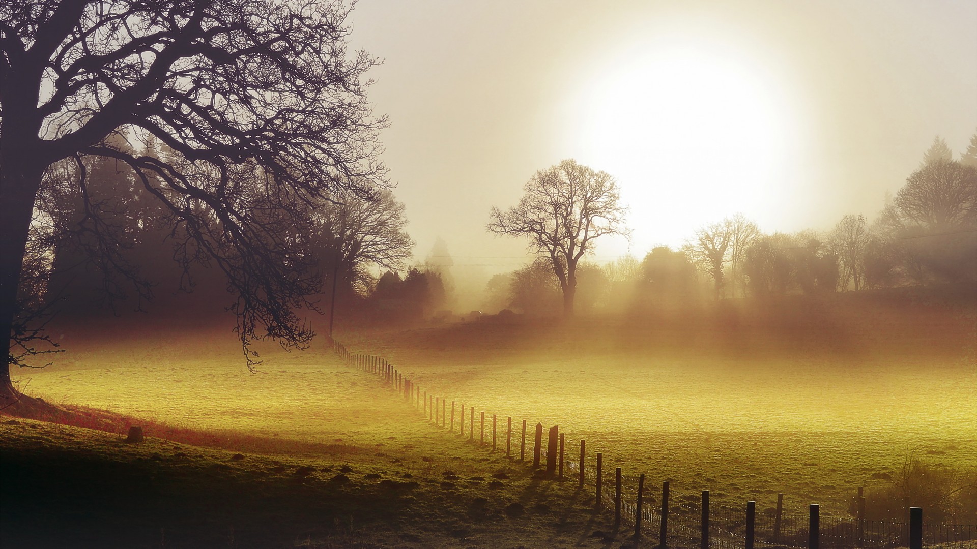 晨间雾中栅栏树景壁纸桌面