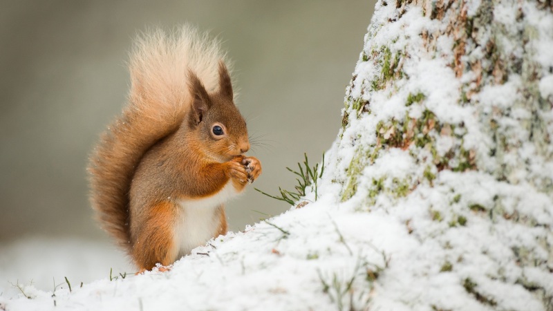 冬日雪地小松鼠啃果实！治愈感拉满的电脑动漫壁纸