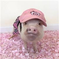 一左一右的可爱小猪情侣头像 20张真人感头像图合集