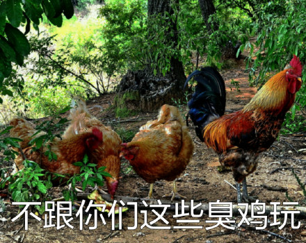 鸡年斗图必备！这套小鸡表情包赶紧收好