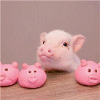 一左一右的可爱小猪情侣头像 20张真人感头像图合集