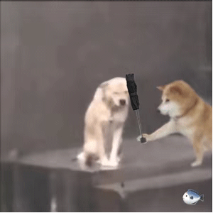 当下爆火的修勾撑伞表情包合集