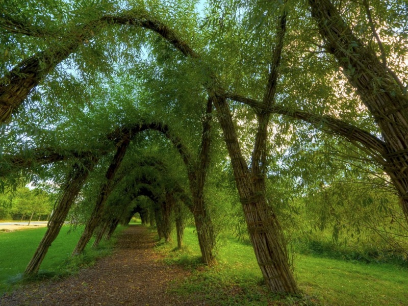 带拱形林荫道的清新风景电脑壁纸推荐