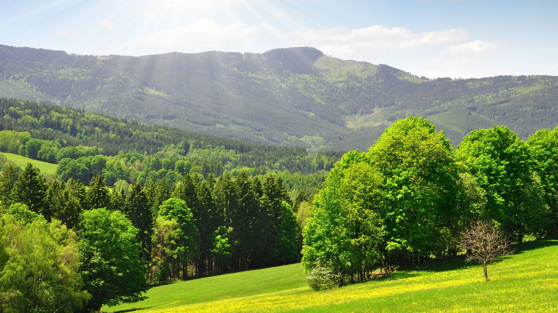 氛围感拉满！阳光森林山景电脑动漫壁纸推荐