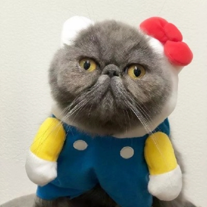 32组超萌宠物情侣头像！左右配对高清可爱款