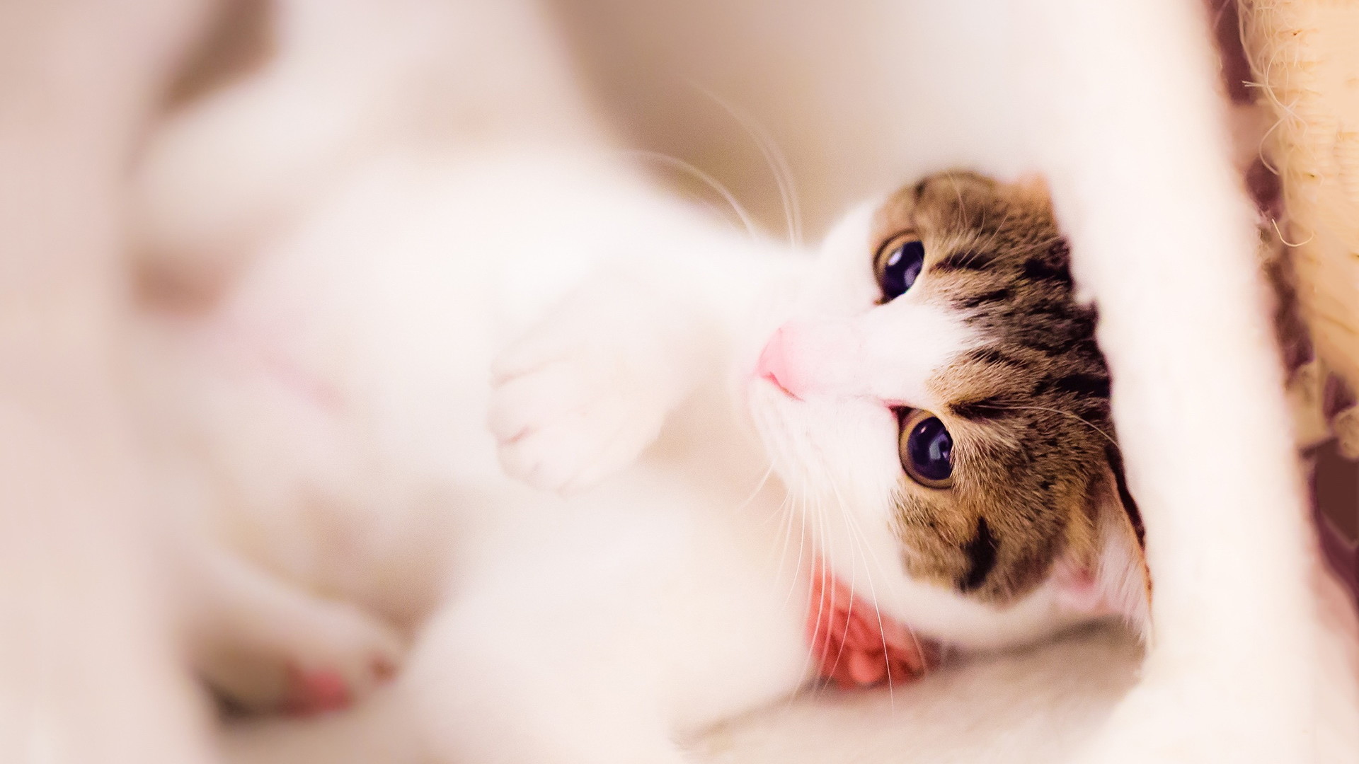 软萌治愈！可爱猫神猫猫电脑高清壁纸合集