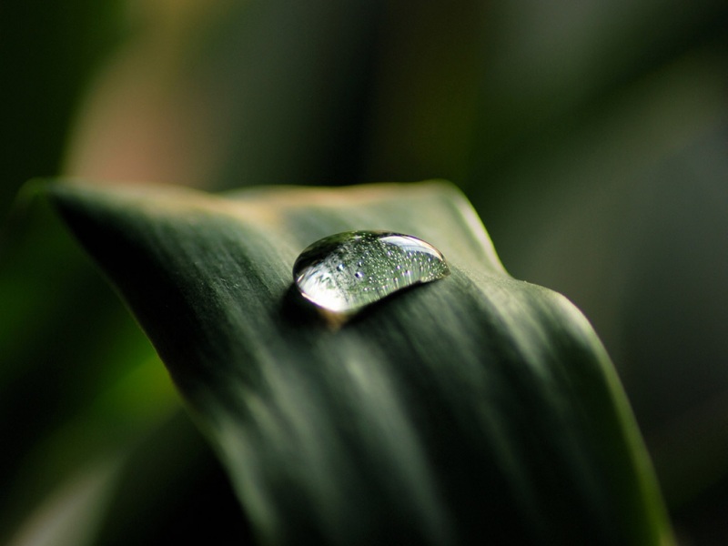 清新感拉满！这款带水珠的绿叶高清壁纸太适合当电脑桌面了