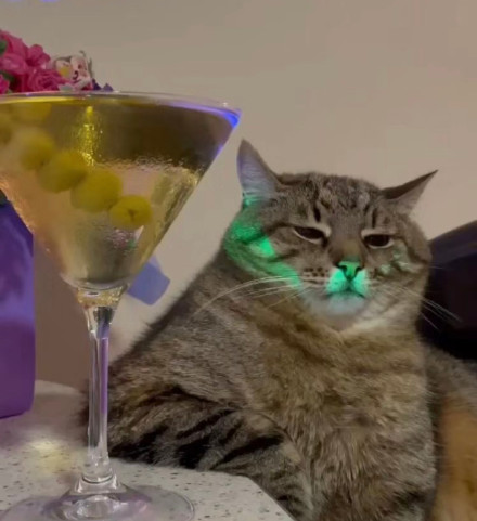 聊天斗图必备！无字表情包合集来啦