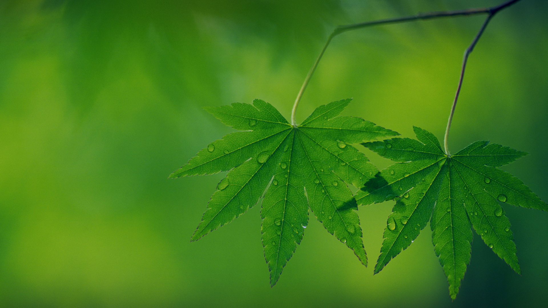 带水珠的绿叶护眼电脑桌面壁纸