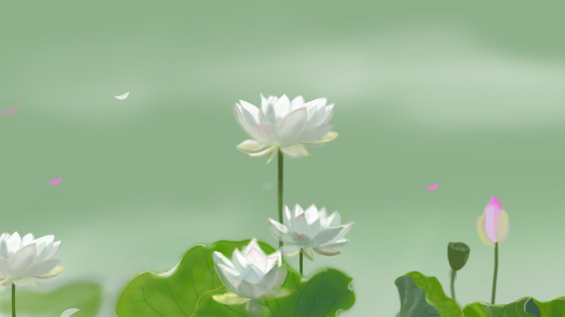 白色荷花亭亭玉立！这款小清新护眼高清电脑壁纸太治愈了
