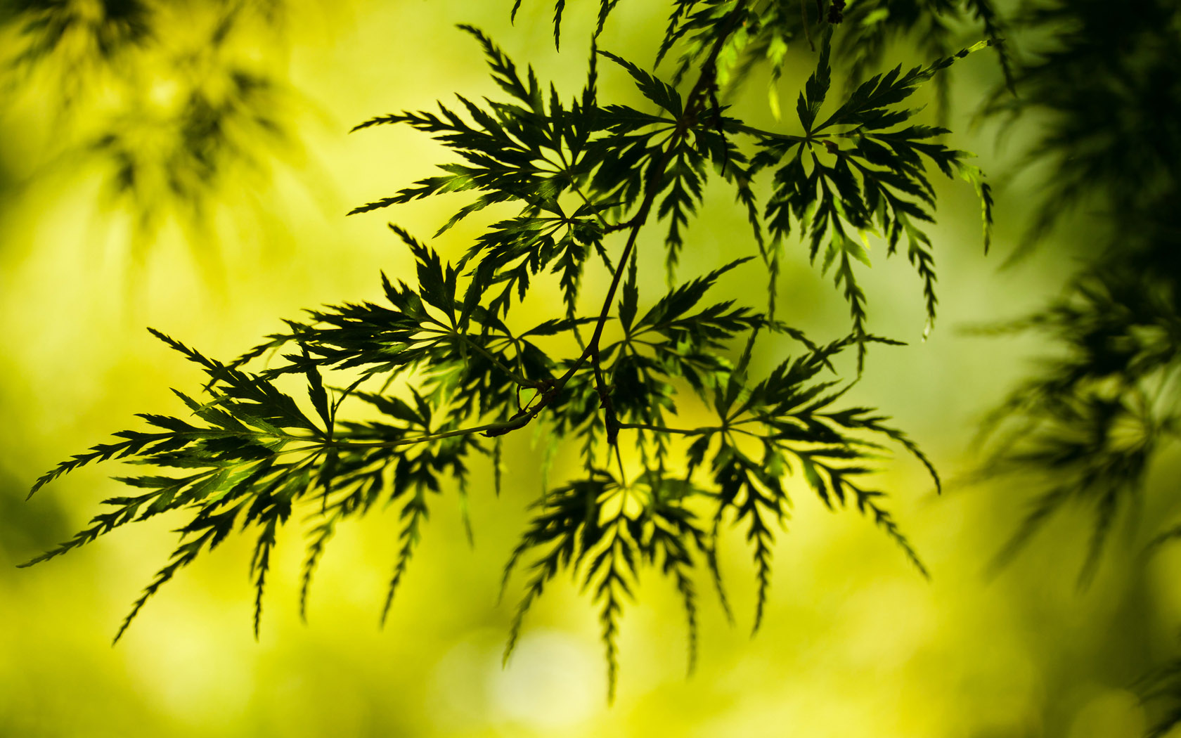这款绿色叶子植物风景电脑桌面壁纸有多款高清尺寸可选