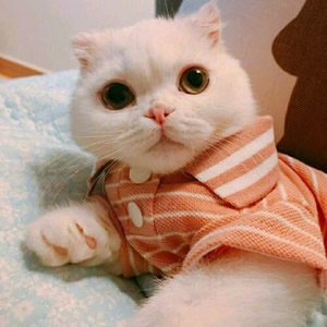 超萌猫系情侣头像！一左一右不带人高清图共14张
