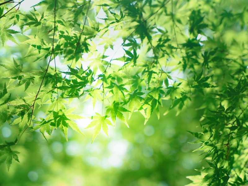 治愈系绿叶子阳光壁纸 适配多款电脑屏幕尺寸
