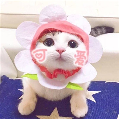 猫咪情侣头像一左一右！20张高清可爱的配对头像合集