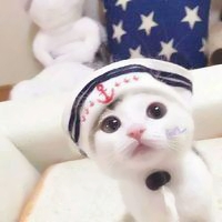 超可爱宠物情侣头像！一左一右配对款共16张