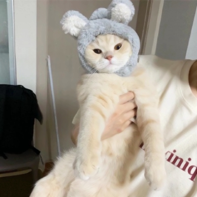 8张超萌小猫情侣头像 可爱治愈的超清猫咪情头合集