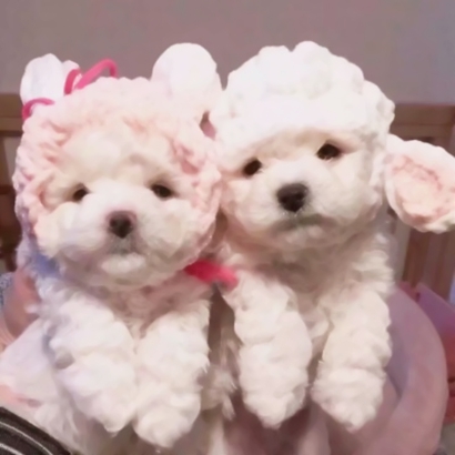 20张蠢萌猫狗情侣头像 高清可爱还能当情头用