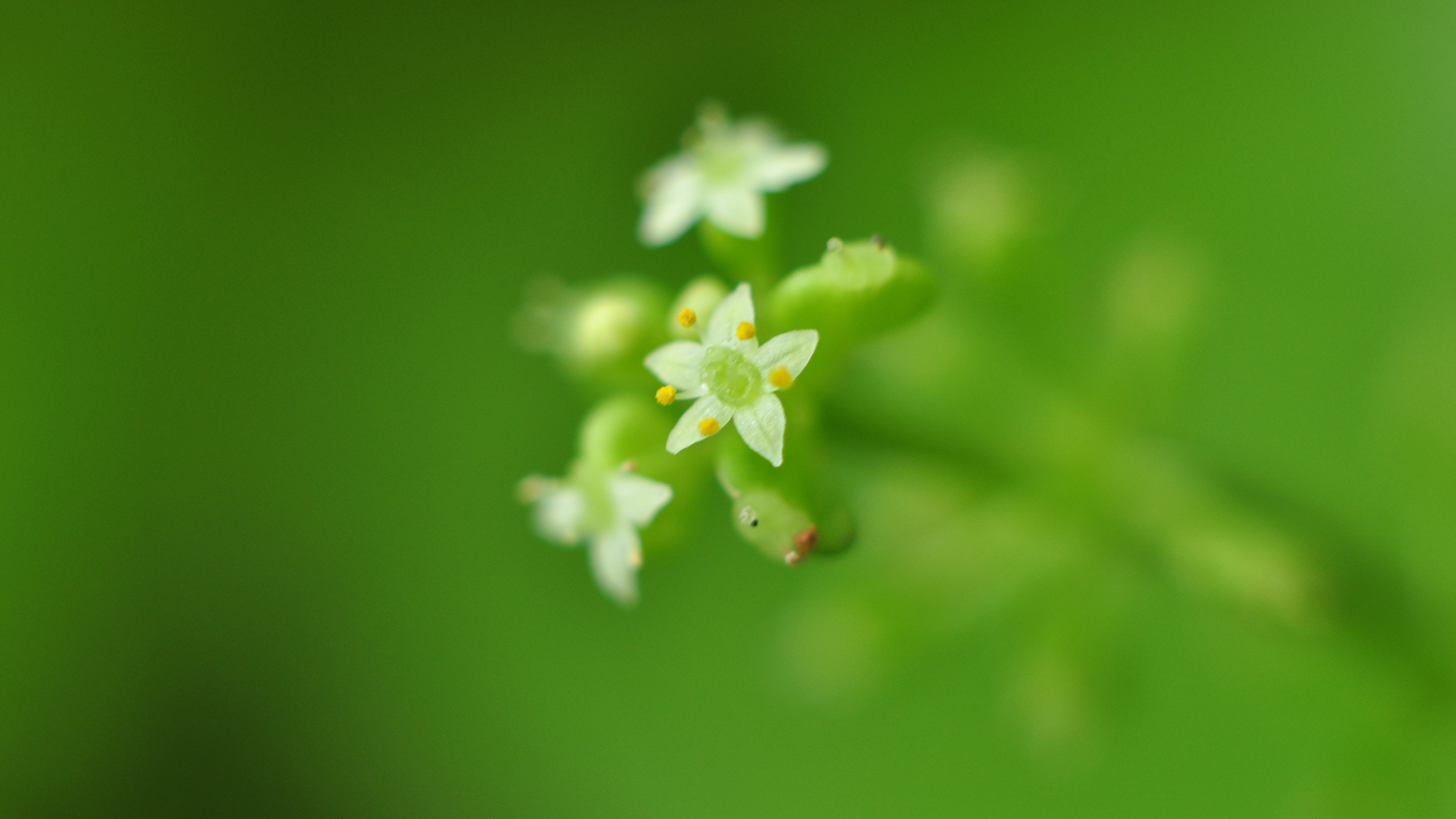 绿色护眼小花电脑桌面壁纸来了 高清花卉款任你选