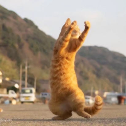 抖音爆火的可爱猫咪情侣头像，26张高清图直接抱走