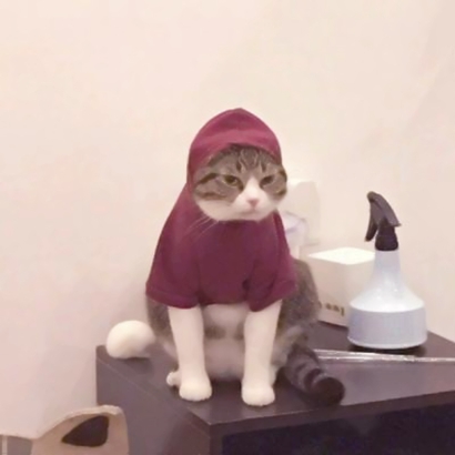 超萌猫咪情侣头像！16组一左一右高清配对图来啦