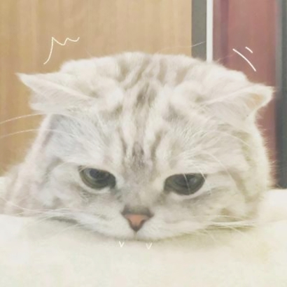 超萌猫咪情侣头像！16组一左一右高清配对图来啦