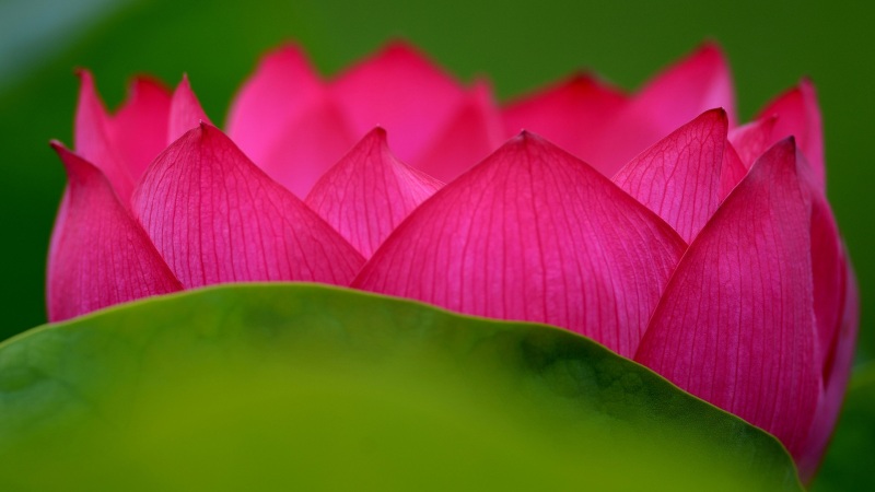 好看的莲花花瓣电脑壁纸 高清花卉桌面图分享