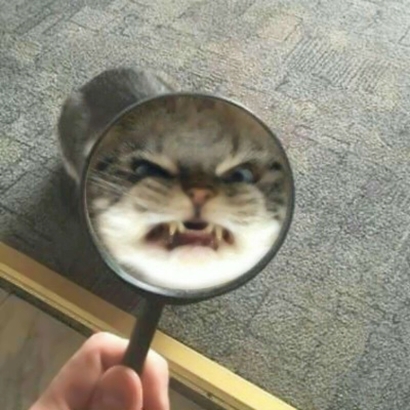 12张超萌猫咪情侣头像 高清可爱一键存