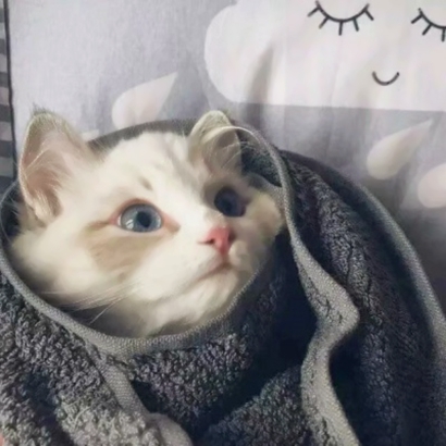 20张蠢萌猫狗情侣头像 高清可爱还能当情头用