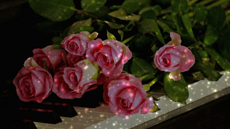 玫瑰花 钢琴 钥匙 电脑桌面壁纸！氛围感拉满的高清花卉壁纸来了