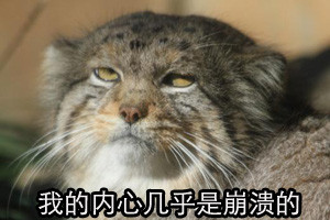 放学别走！这套带喵喵梗的表情包火了