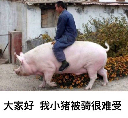 12月14日热门斗图表情包合集