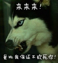 撸狗狂喜！这套汪星人表情包直接封神