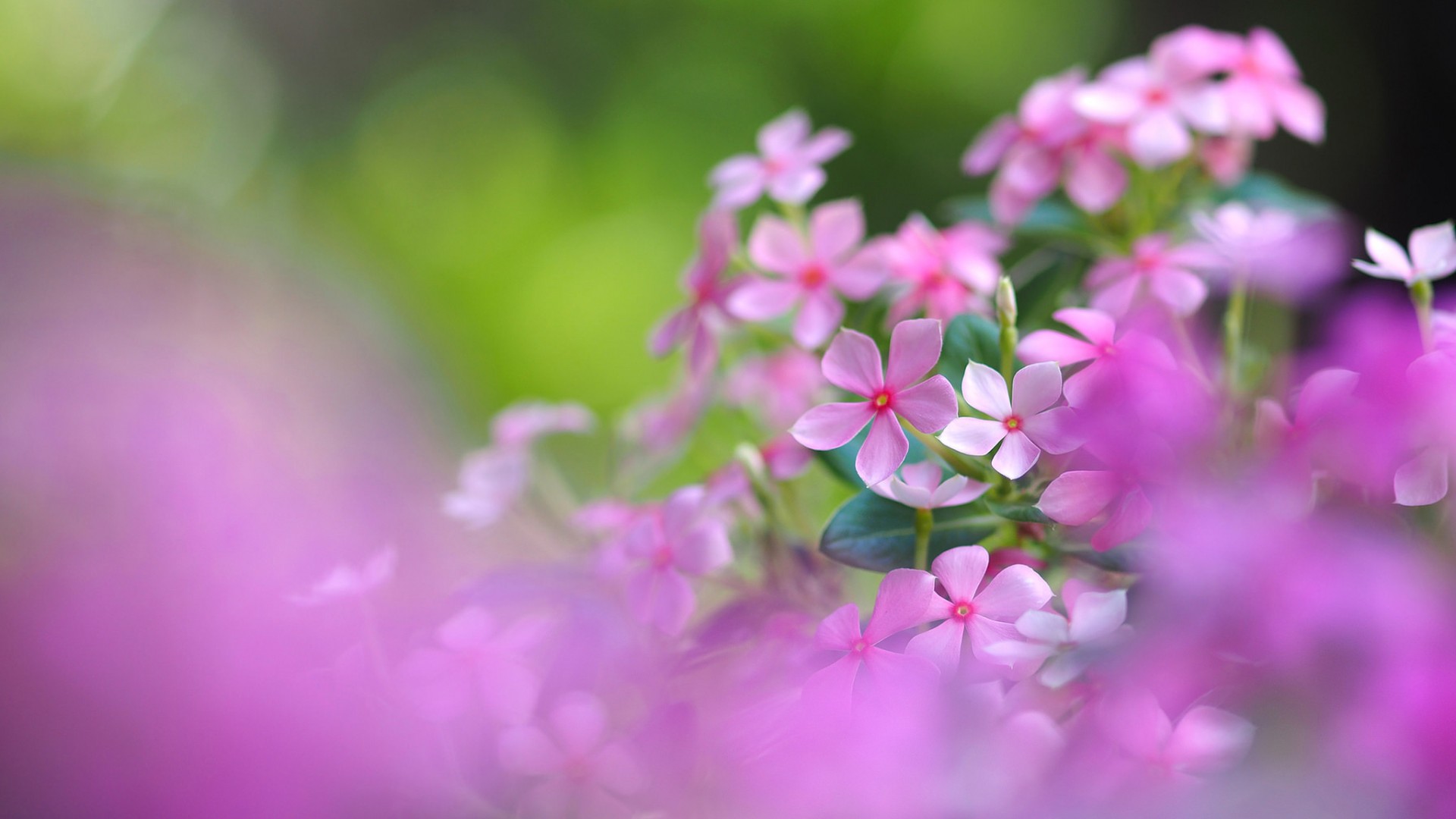 粉色白色小花配花序 这套高清花卉壁纸适配你的电脑桌面