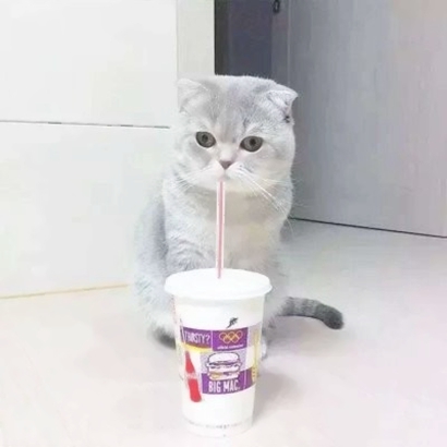 超萌情侣猫猫头像来啦！16张高清可爱一对小猫头像图